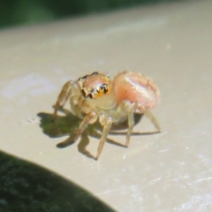 Prostheclina sp (genus) at Acton, ACT - 10 Oct 2020