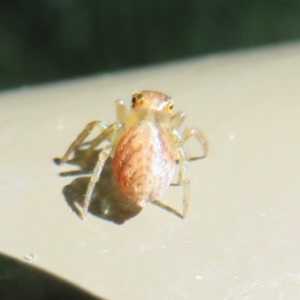 Prostheclina sp (genus) at Acton, ACT - 10 Oct 2020