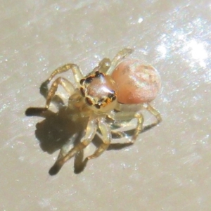 Prostheclina sp (genus) at Acton, ACT - 10 Oct 2020