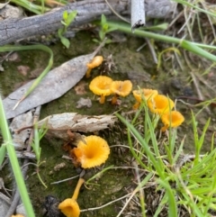 Lichenomphalia chromacea (Yellow Navel) at Forde, ACT - 11 Oct 2020 by KL