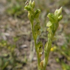 Hymenochilus bicolor (Black-tip Greenhood) at Downer, ACT - 11 Oct 2020 by ClubFED