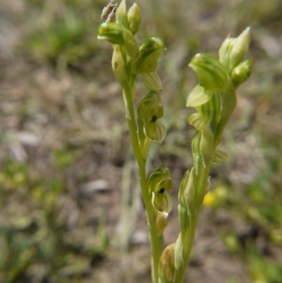 Hymenochilus bicolor (Black-tip Greenhood) at Downer, ACT - 11 Oct 2020 by ClubFED