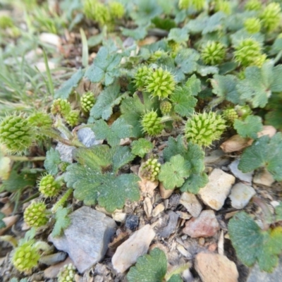 Hydrocotyle laxiflora (Stinking Pennywort) at Rugosa - 10 Oct 2020 by SenexRugosus