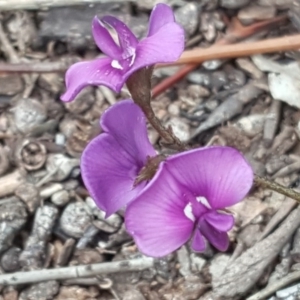 Swainsona sericea at Symonston, ACT - 9 Oct 2020