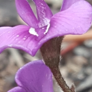 Swainsona sericea at Symonston, ACT - 9 Oct 2020