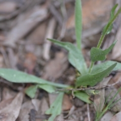 Craspedia variabilis at Kowen, ACT - 12 Sep 2020