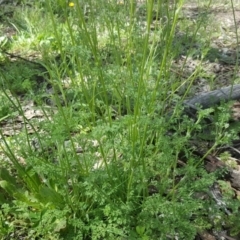 Daucus glochidiatus (Australian Carrot) at Symonston, ACT - 9 Oct 2020 by Mike