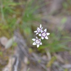 Wurmbea dioica subsp. dioica at Kowen, ACT - 12 Sep 2020