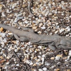 Pogona barbata at Wamboin, NSW - 5 Sep 2020