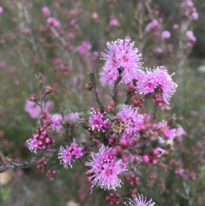 Kunzea parvifolia at Kambah, ACT - 11 Oct 2020