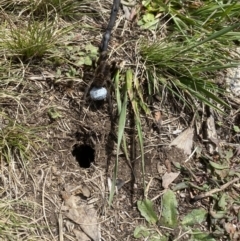 Lycosidae (family) (Wolf spider) at Cotter River, ACT - 11 Oct 2020 by Tapirlord