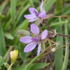 Erodium cicutarium (Common Storksbill, Common Crowfoot) at Yass River, NSW - 10 Oct 2020 by SenexRugosus