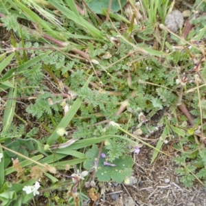 Erodium cicutarium at Yass River, NSW - 10 Oct 2020