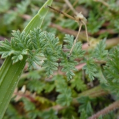 Erodium cicutarium at Yass River, NSW - 10 Oct 2020