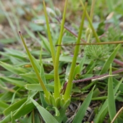 Erodium cicutarium at Yass River, NSW - 10 Oct 2020