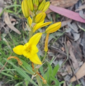 Bulbine bulbosa at Bruce, ACT - 11 Oct 2020