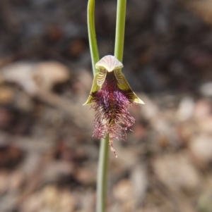 Calochilus platychilus at Downer, ACT - suppressed