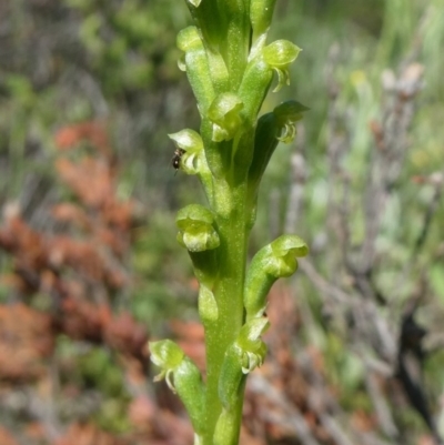 Microtis parviflora (Slender Onion Orchid) at Tuggeranong Hill - 9 Oct 2020 by Owen