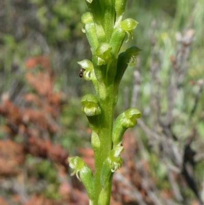 Microtis parviflora (Slender Onion Orchid) at Theodore, ACT - 10 Oct 2020 by owenh