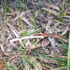 Pterostylis nutans at Downer, ACT - suppressed