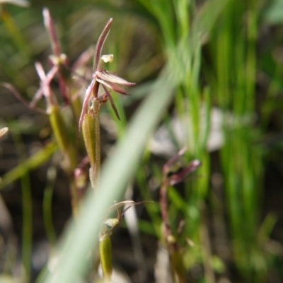 Cyrtostylis reniformis (Common Gnat Orchid) at  - suppressed by ClubFED