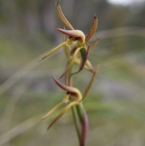 Lyperanthus suaveolens at Downer, ACT - 11 Oct 2020