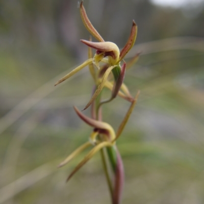 Lyperanthus suaveolens (Brown Beaks) at Downer, ACT - 11 Oct 2020 by ClubFED