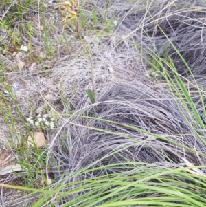 Lyperanthus suaveolens at Downer, ACT - 11 Oct 2020