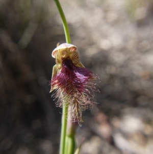 Calochilus platychilus at Downer, ACT - suppressed