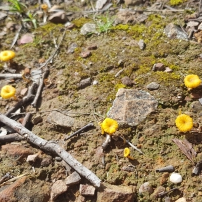 Lichenomphalia chromacea (Yellow Navel) at Downer, ACT - 11 Oct 2020 by ClubFED