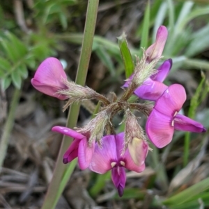 Swainsona sericea at Holt, ACT - 11 Oct 2020