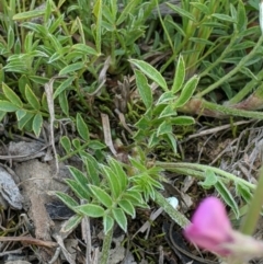 Swainsona sericea at Holt, ACT - 11 Oct 2020