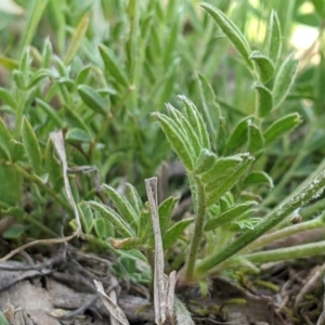 Swainsona sericea at Holt, ACT - 11 Oct 2020