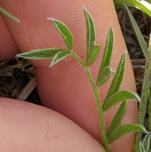 Swainsona sericea at Holt, ACT - 11 Oct 2020