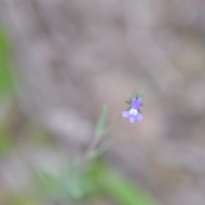 Linaria arvensis at Kowen, ACT - 12 Sep 2020