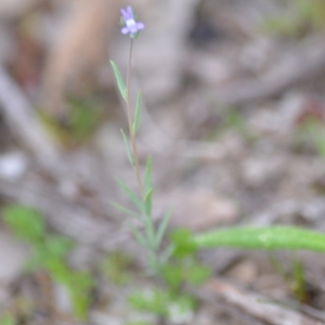 Linaria arvensis at Kowen, ACT - 12 Sep 2020