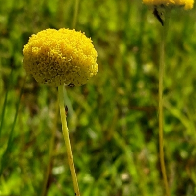 Craspedia variabilis (Common Billy Buttons) at Forde, ACT - 11 Oct 2020 by mlech