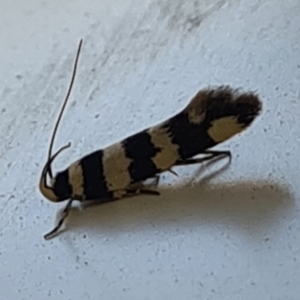 Macrobathra (genus) at Molonglo Valley, ACT - 10 Oct 2020 12:39 PM