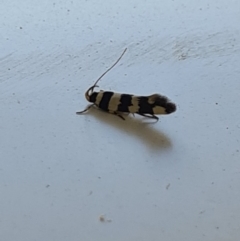 Macrobathra (genus) at Molonglo Valley, ACT - 10 Oct 2020