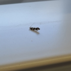 Macrobathra (genus) at Molonglo Valley, ACT - 10 Oct 2020 12:39 PM