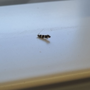 Macrobathra (genus) at Molonglo Valley, ACT - 10 Oct 2020 12:39 PM