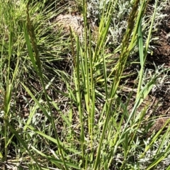 Lolium arundinaceum (Tall Fescue) at Garran, ACT - 11 Oct 2020 by ruthkerruish