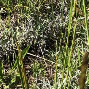 Festuca arundinacea at Garran, ACT - 11 Oct 2020