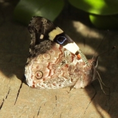 Vanessa itea (Yellow Admiral) at Aranda, ACT - 11 Oct 2020 by KMcCue