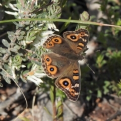 Junonia villida (Meadow Argus) at Aranda, ACT - 11 Oct 2020 by KMcCue