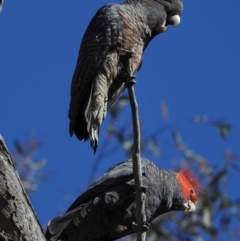 Callocephalon fimbriatum (Gang-gang Cockatoo) at Aranda, ACT - 11 Oct 2020 by KMcCue