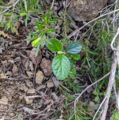 Pomaderris sp. at Holt, ACT - 10 Oct 2020 by MattM