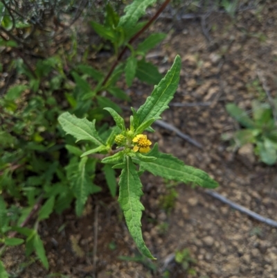Sigesbeckia australiensis (Cobber Weed) at Holt, ACT - 10 Oct 2020 by MattM