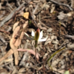 Caladenia moschata (Musky Caps) at ANBG - 9 Oct 2020 by Liam.m