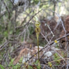 Oligochaetochilus hamatus (Southern Hooked Rustyhood) at Woodstock Nature Reserve - 10 Oct 2020 by MattM